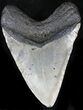 Bargain Megalodon Tooth - North Carolina #22949-2